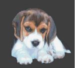 (image for) Beagle Pup